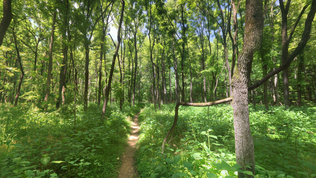 Walking trail in the Carolina North Forest Chapel Hill NC